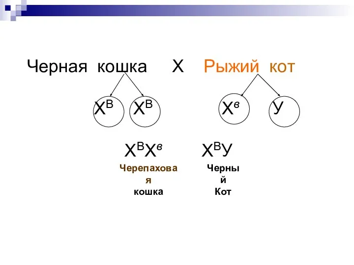 Р ХВХВ ХвУ Черная кошка Х Рыжий кот Гаметы ХВ ХВ