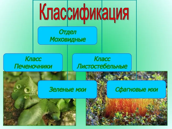 Классификация