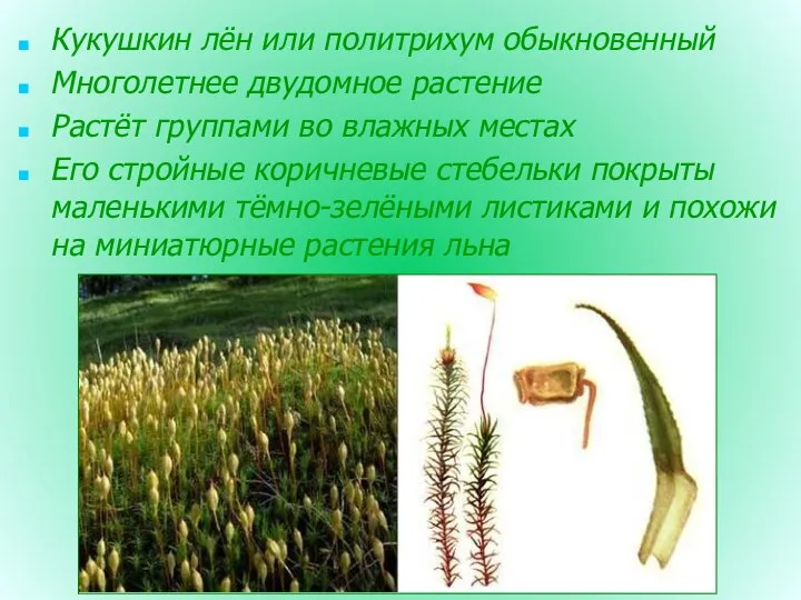 Кукушкин лён или политрихум обыкновенный Многолетнее двудомное растение Растёт группами во