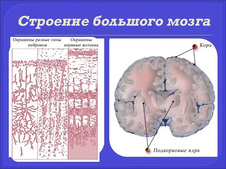 Строение большого мозга