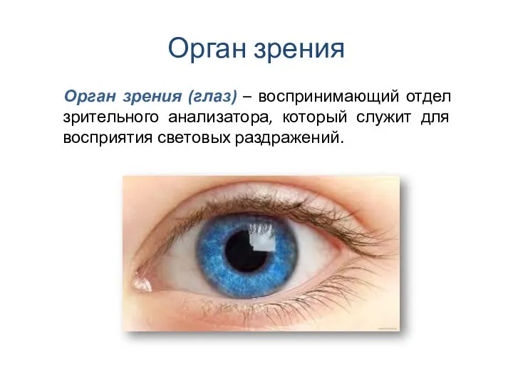 Орган зрения Орган зрения (глаз) – воспринимающий отдел зрительного анализатора, который служит для восприятия световых раздражений.