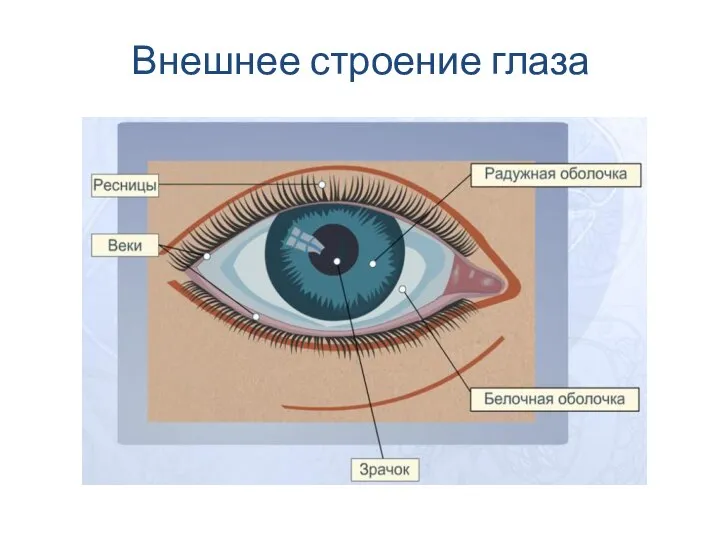 Внешнее строение глаза