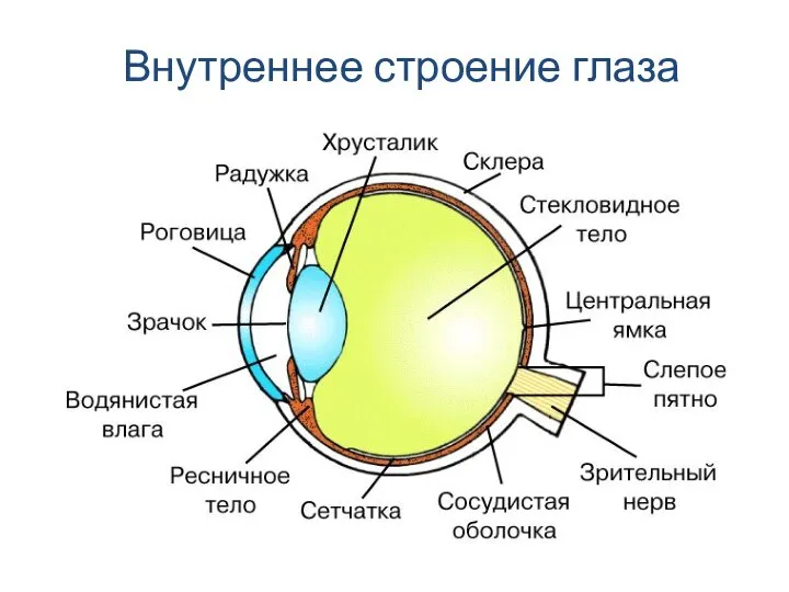 Внутреннее строение глаза