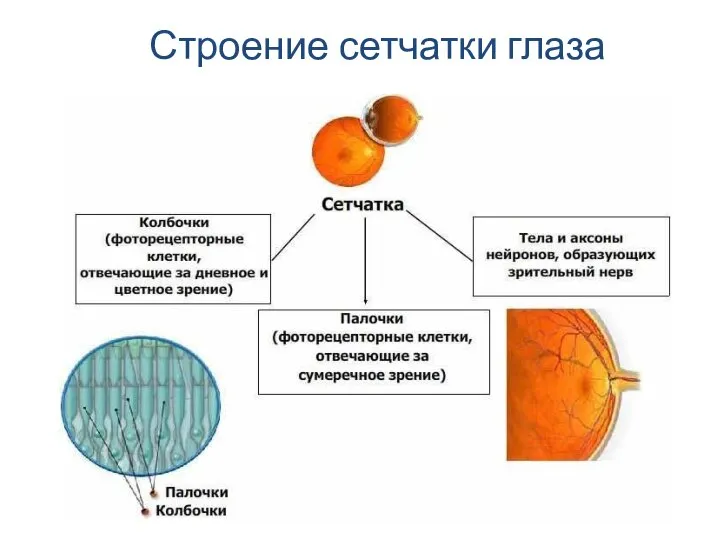 Строение сетчатки глаза