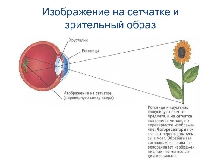 Изображение на сетчатке и зрительный образ