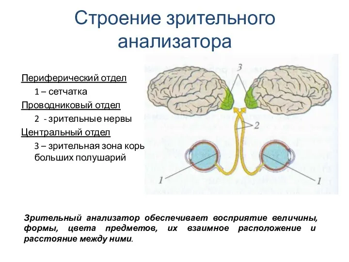 Строение зрительного анализатора Периферический отдел 1 – сетчатка Проводниковый отдел 2