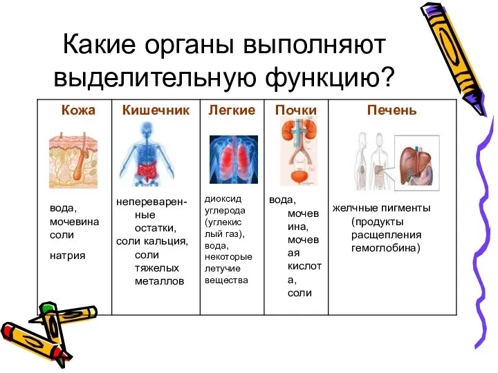 Какие органы выполняют выделительную функцию?