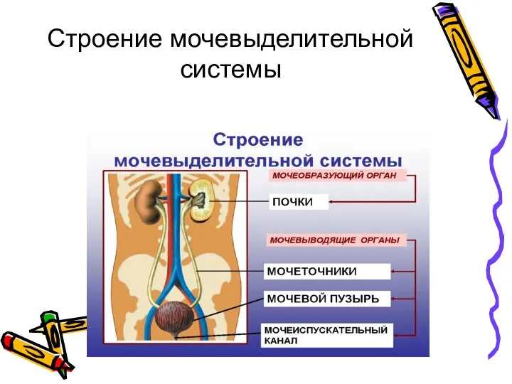 Строение мочевыделительной системы