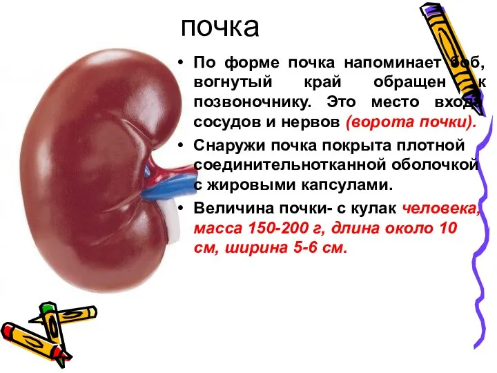 почка По форме почка напоминает боб, вогнутый край обращен к позвоночнику.