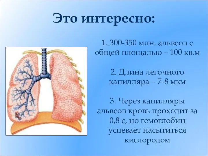 1. 300-350 млн. альвеол с общей площадью – 100 кв.м 2.