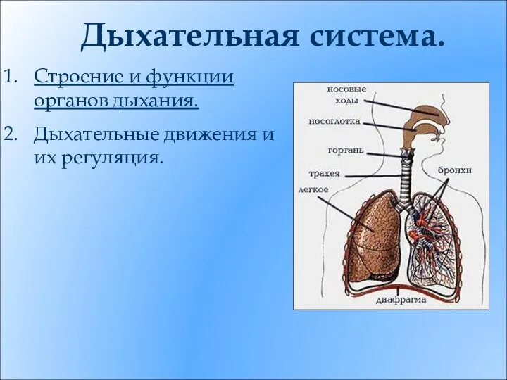 Дыхательная система. Строение и функции органов дыхания. Дыхательные движения и их регуляция.