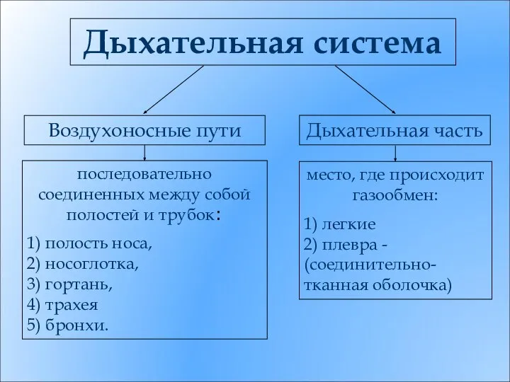 Дыхательная система Дыхательная часть Воздухоносные пути последовательно соединенных между собой полостей