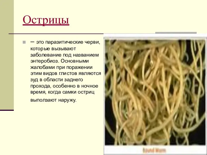 Острицы – это паразитические черви, которые вызывают заболевание под названием энтеробиоз.