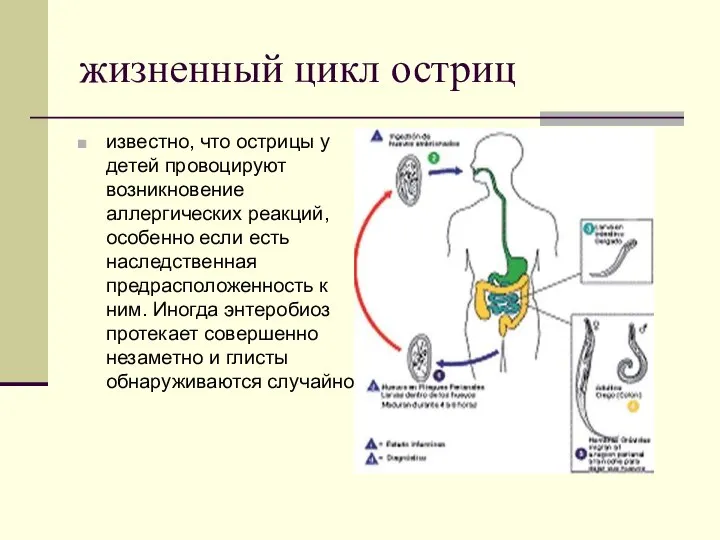 жизненный цикл остриц известно, что острицы у детей провоцируют возникновение аллергических