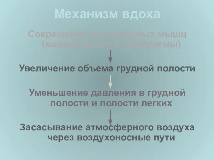 Механизм вдоха Сокращение дыхательных мышц (межреберных и диафрагмы) Увеличение объема грудной