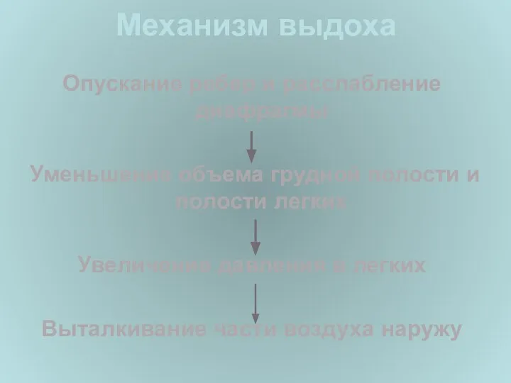 Механизм выдоха Опускание ребер и расслабление диафрагмы Уменьшение объема грудной полости