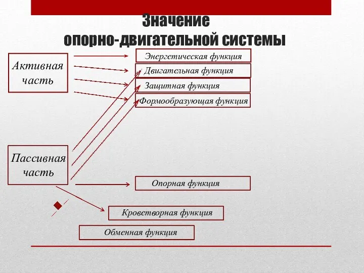 Значение опорно-двигательной системы Активная часть Энергетическая функция Двигательная функция Защитная функция