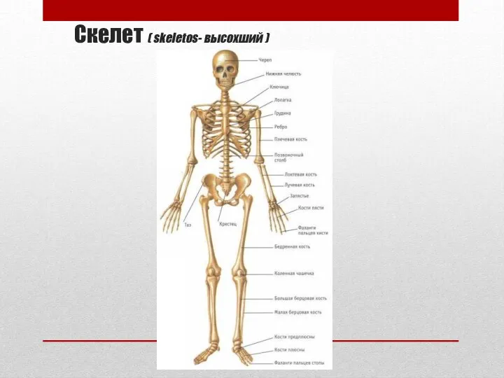 Скелет ( skeletos- высохший )