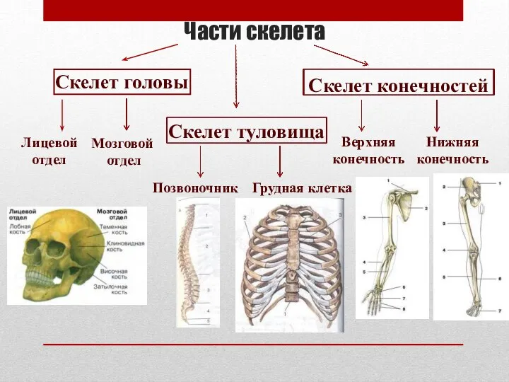 Части скелета Скелет головы Скелет туловища Скелет конечностей Лицевой отдел Мозговой