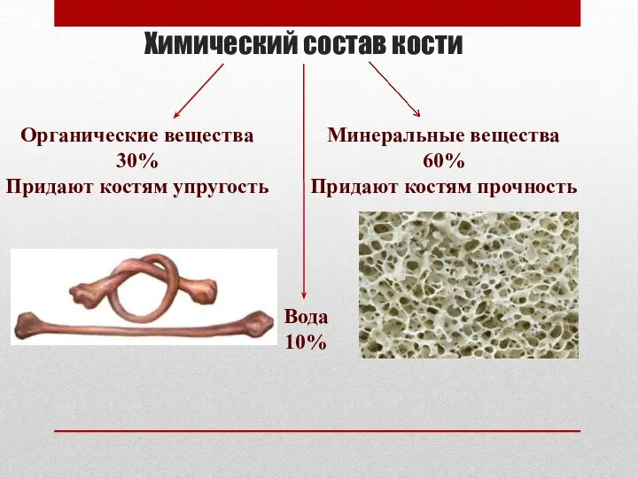 Химический состав кости Органические вещества 30% Придают костям упругость Минеральные вещества