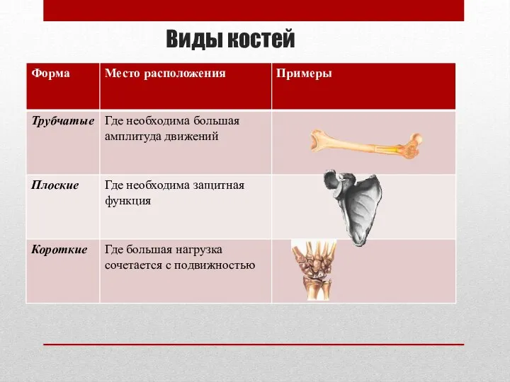 Виды костей