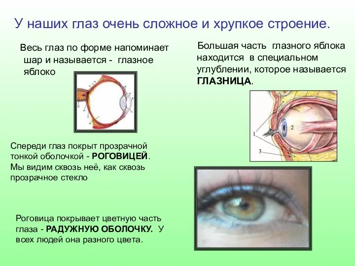 У наших глаз очень сложное и хрупкое строение. Весь глаз по