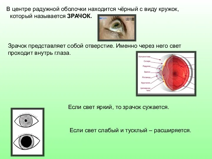 В центре радужной оболочки находится чёрный с виду кружок, который называется