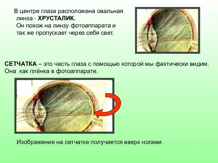 В центре глаза расположена овальная линза - ХРУСТАЛИК. Он похож на