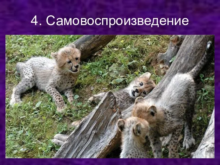 4. Самовоспроизведение