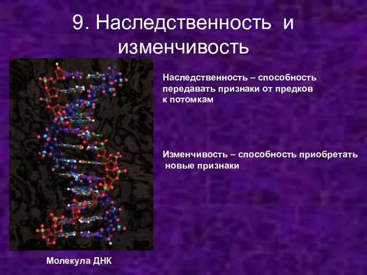 9. Наследственность и изменчивость Наследственность – способность передавать признаки от предков