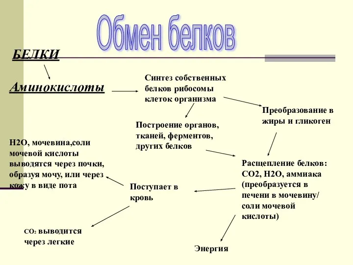 Обмен белков БЕЛКИ Аминокислоты H2O, мочевина,соли мочевой кислоты выводятся через почки,