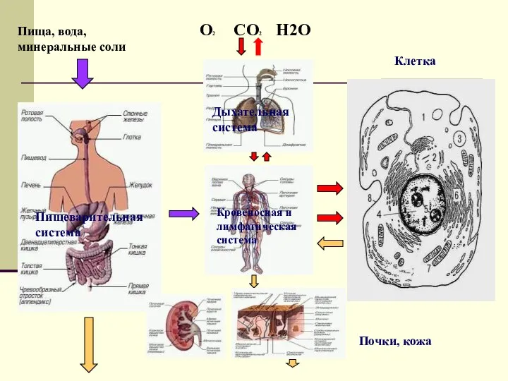 O2 CO2 H2O Пища, вода, минеральные соли Почки, кожа