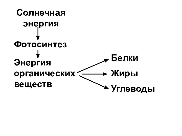 Солнечная энергия Фотосинтез Энергия органических веществ Белки Жиры Углеводы