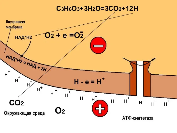 НАД*Н2 = НАД + 2Н СО2 О2 + + + +