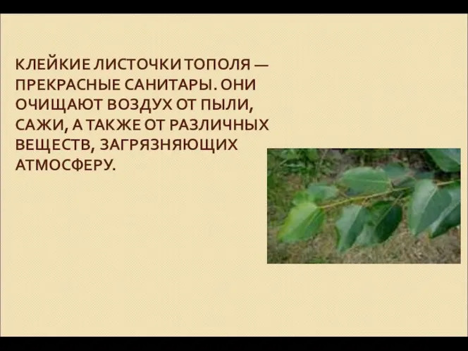 КЛЕЙКИЕ ЛИСТОЧКИ ТОПОЛЯ — ПРЕКРАСНЫЕ САНИТАРЫ. ОНИ ОЧИЩАЮТ ВОЗДУХ ОТ ПЫЛИ,