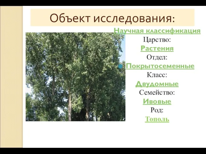 Объект исследования: Научная классификация Царство: Растения Отдел: Покрытосеменные Класс: Двудомные Семейство: Ивовые Род: Тополь