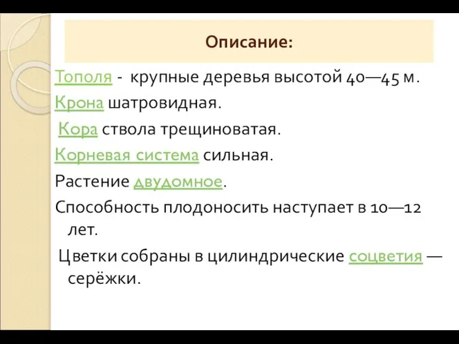 Описание: Тополя - крупные деревья высотой 40—45 м. Крона шатровидная. Кора