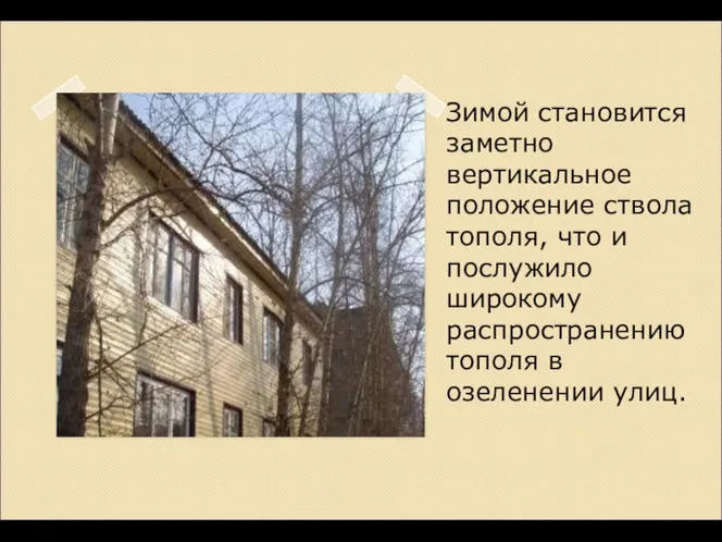 Зимой становится заметно вертикальное положение ствола тополя, что и послужило широкому распространению тополя в озеленении улиц.