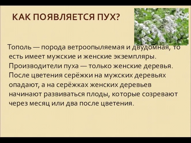 КАК ПОЯВЛЯЕТСЯ ПУХ? Тополь — порода ветроопыляемая и двудомная, то есть