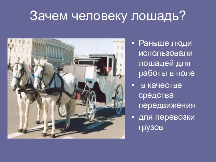 Зачем человеку лошадь? Раньше люди использовали лошадей для работы в поле