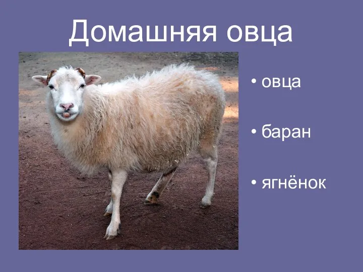 Домашняя овца овца баран ягнёнок