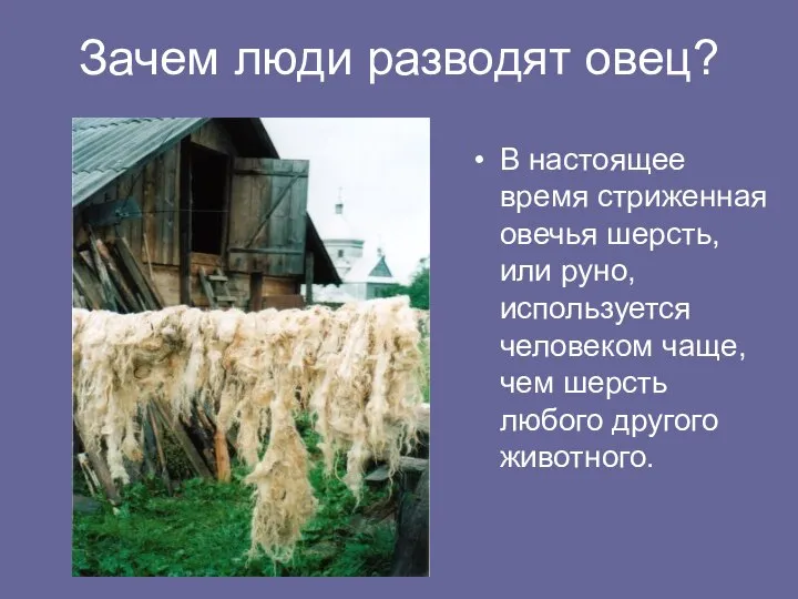 Зачем люди разводят овец? В настоящее время стриженная овечья шерсть, или