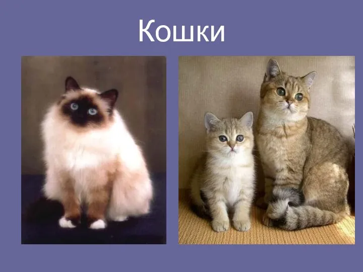 Кошки