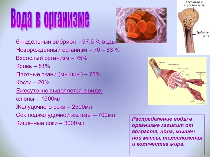 6-недельный эмбрион – 97,6 % воды Новорожденный организм – 70 –