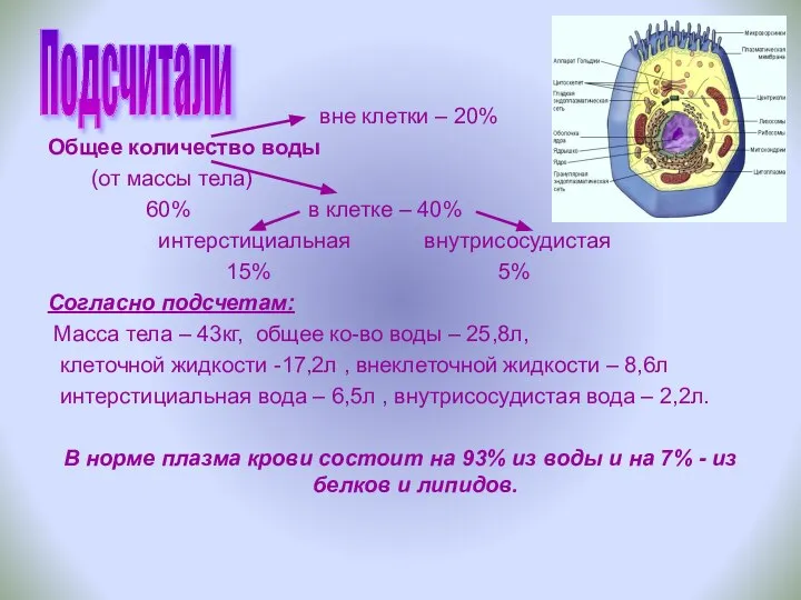 вне клетки – 20% Общее количество воды (от массы тела) 60%