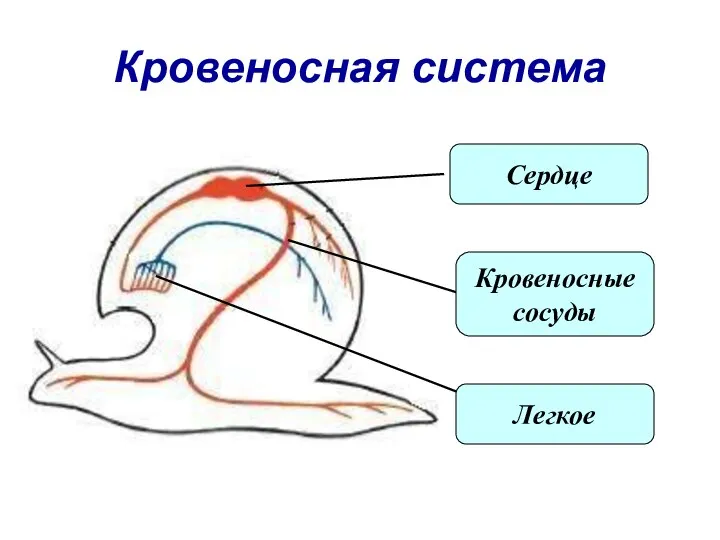 Кровеносная система Сердце Кровеносные сосуды Легкое