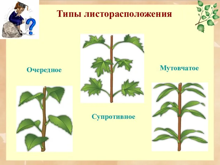 Типы листорасположения Очередное Мутовчатое Супротивное