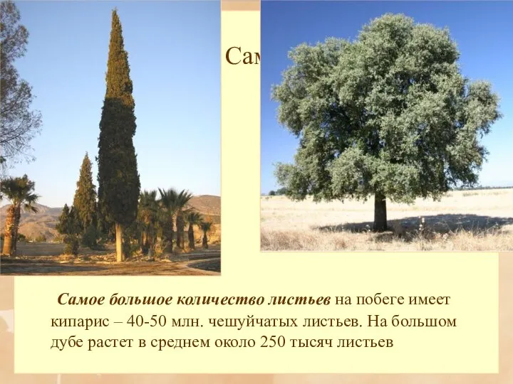 Самое большое количество листьев на побеге имеет кипарис – 40-50 млн.