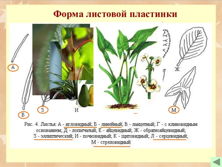 Форма листовой пластинки