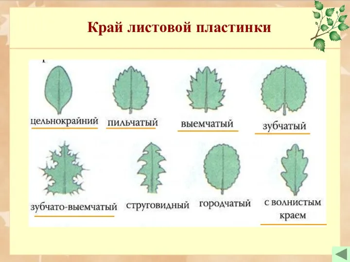 Край листовой пластинки